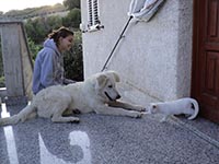 abruzzo shepherd dog